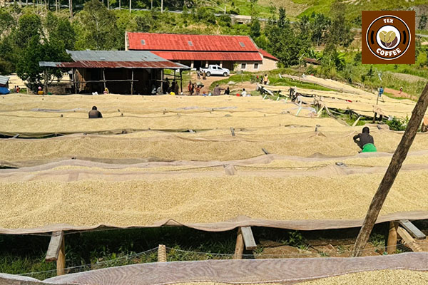 Kayanza Coffee Region